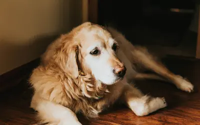 Everything Pet Owners Should Know About the HHHHHMM Quality of Life Scale