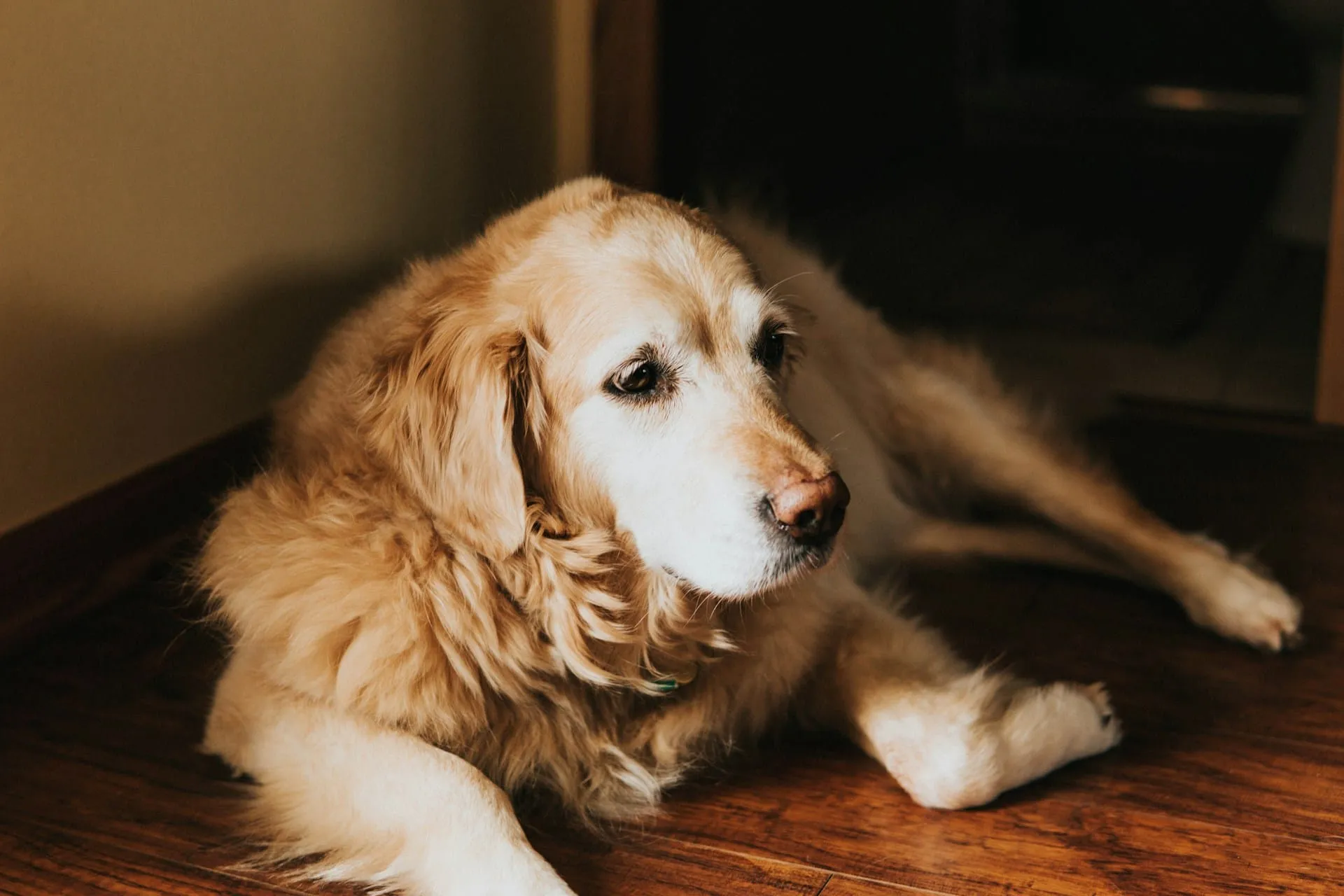Everything Pet Owners Should Know About the HHHHHMM Quality of Life Scale