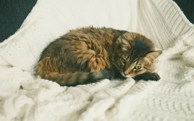 Cat Quality of Life Checklist: A Daily Tracking Guide