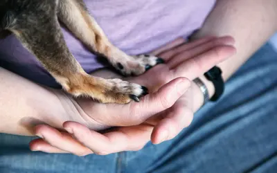 Free and Low-Cost Pet Euthanasia: Where to Find Help