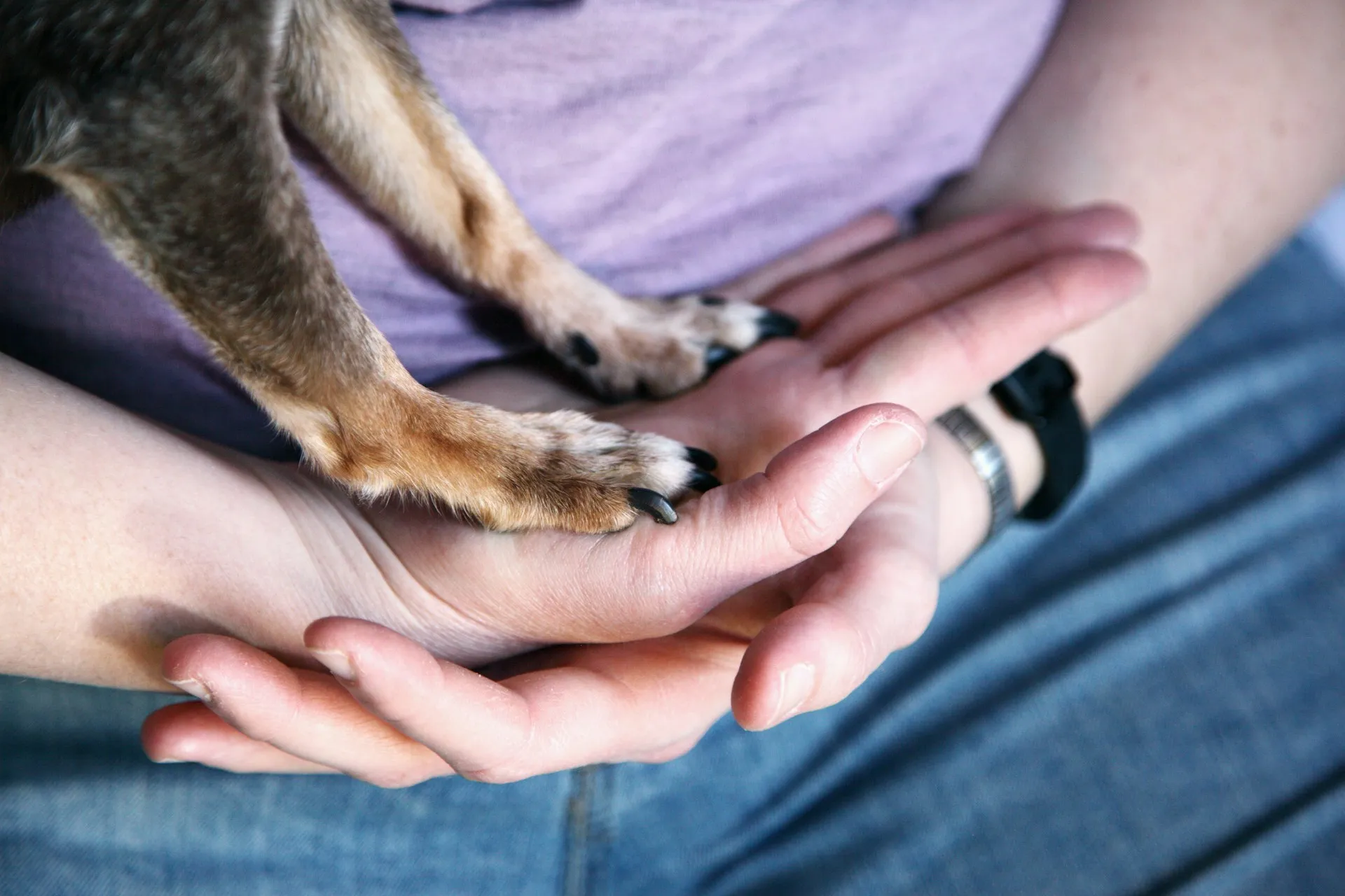 A small dog's paw resting in a person's cupped hands