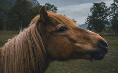 Grieving a Horse: Healing Through Your Unique Bond