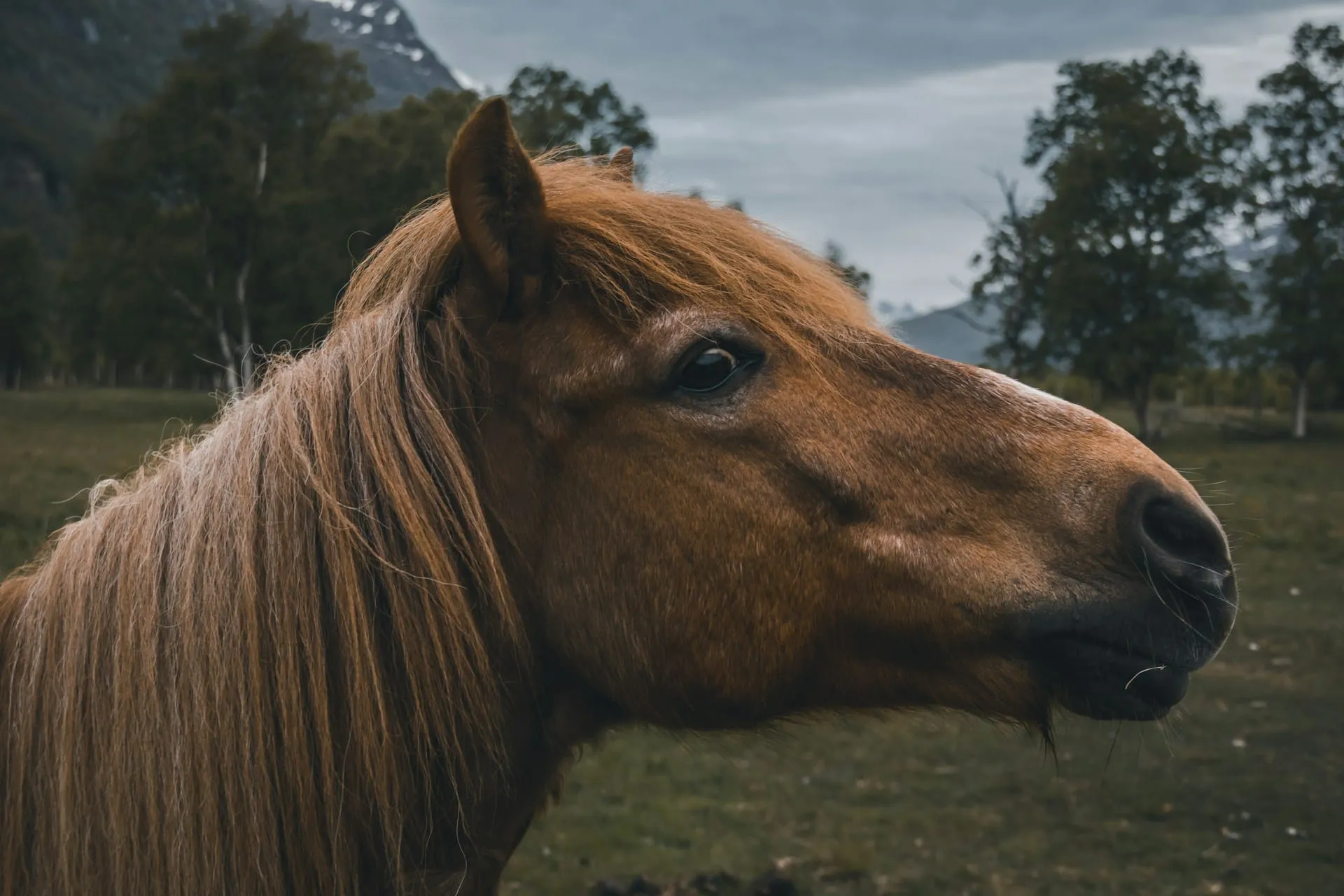 Grieving a Horse Healing Through Your Unique Bond