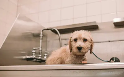 Grooming Senior Pets: What Changes and What to Watch For