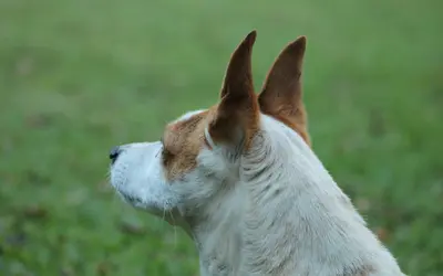 Hearing Loss in Senior Pets: Communication Tips