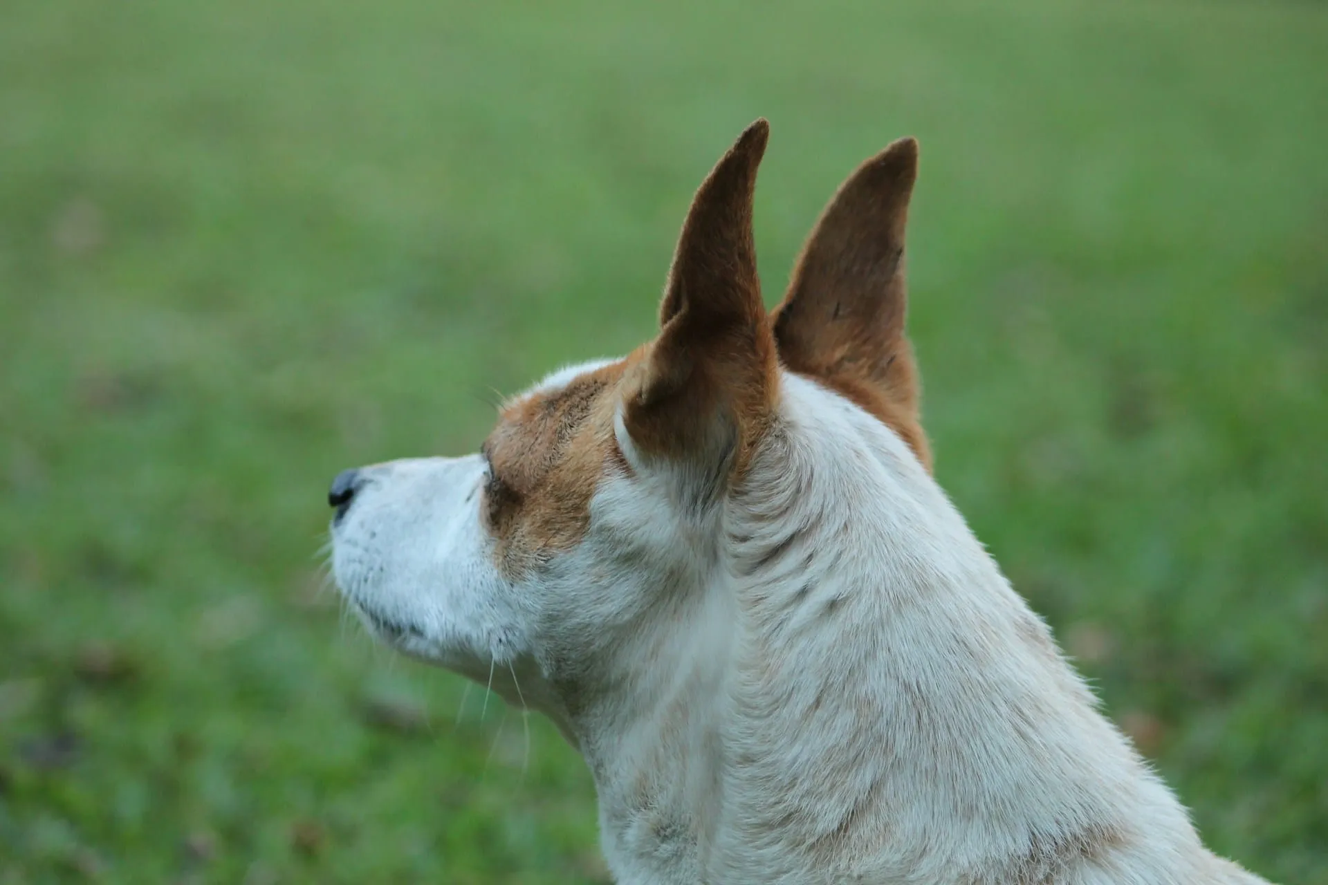 Hearing Loss in Senior Pets: Communication Tips