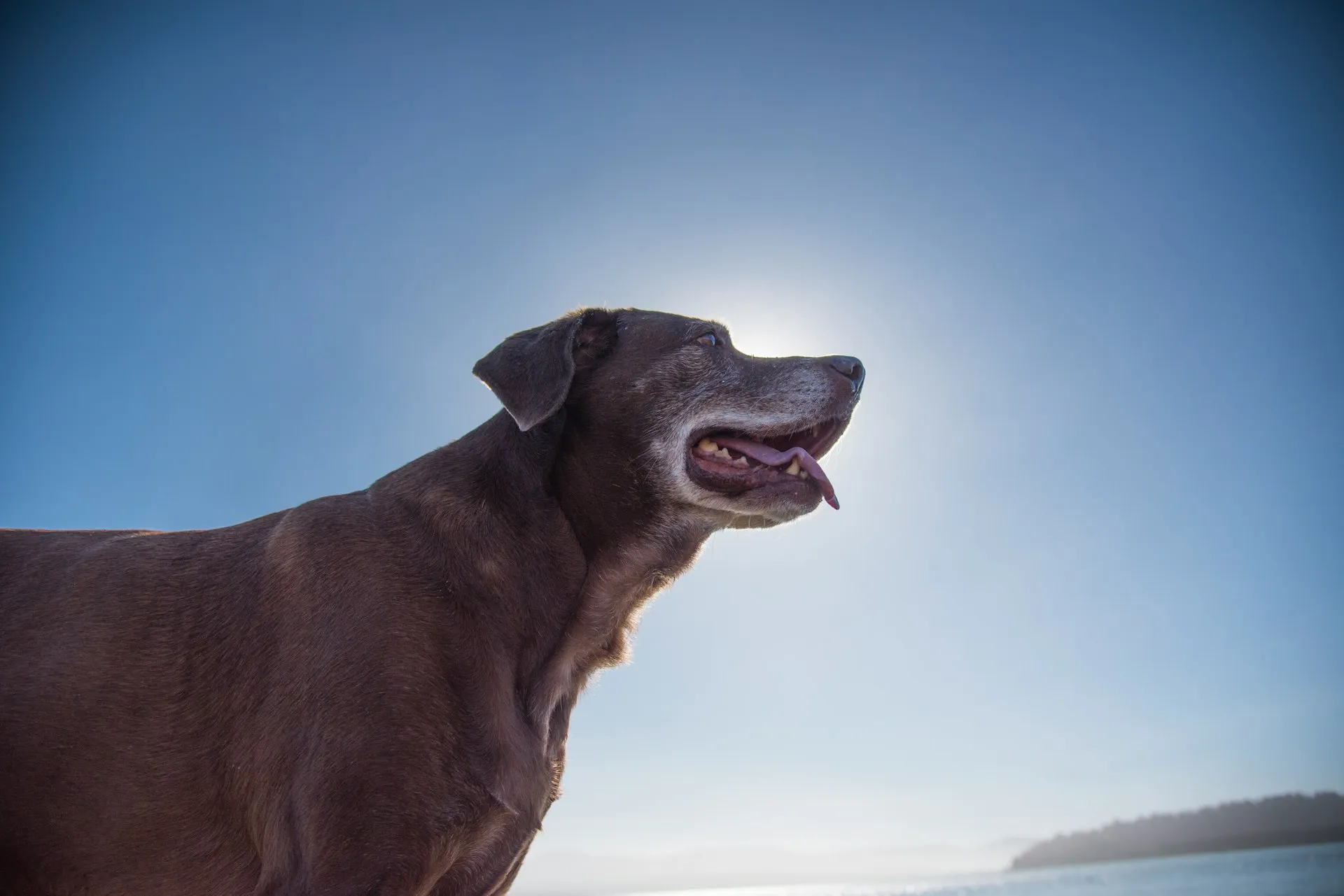 Gray-muzzled chocolate Labrador in profile, backlit by the sun against a blue sky
