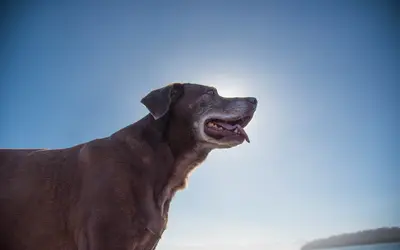 Hemangiosarcoma in Dogs: What Happens and Saying Goodbye