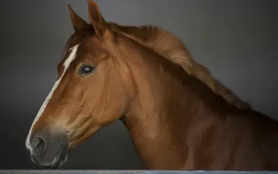 Horse Pain Signs: Reading Your Horse’s Body Language