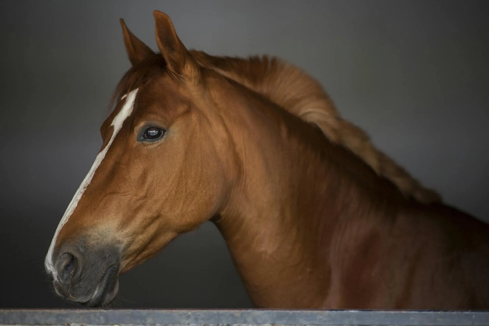 Horse Pain Signs: Reading Your Horse’s Body Language
