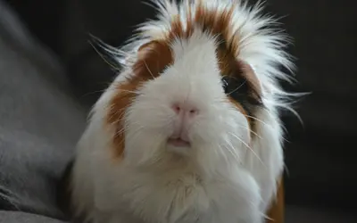 How Long Do Exotic Pets Live? A Lifespan Guide