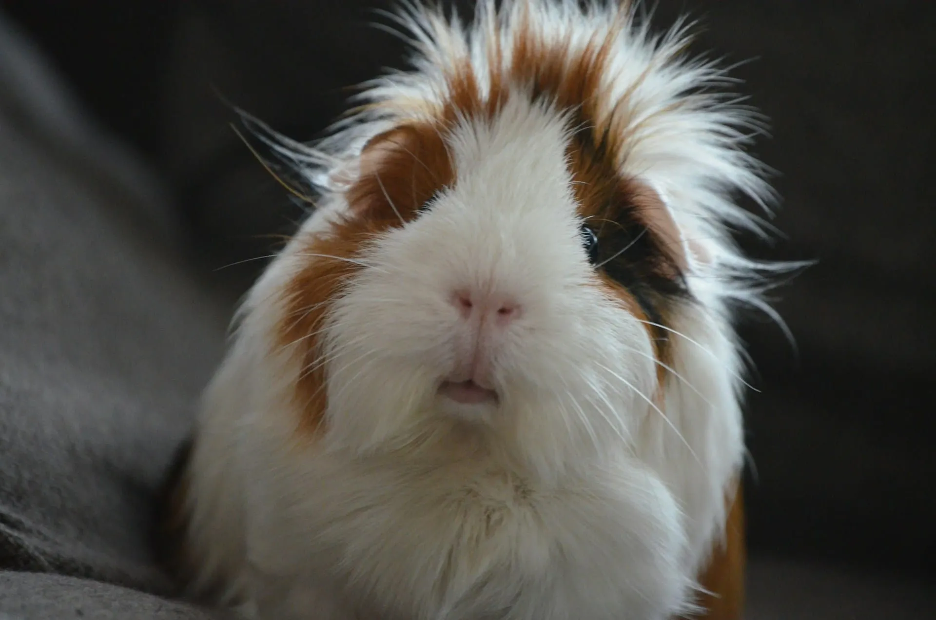 How Long Do Exotic Pets Live? A Lifespan Guide