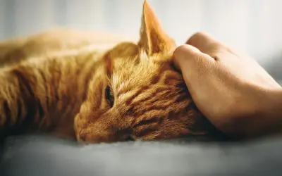How Much Does It Cost to Put a Cat Down?