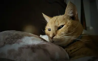 How Pet Hospice Works, and When It’s the Right Choice