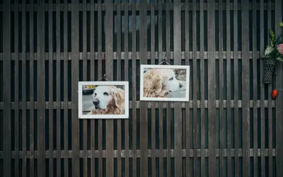 How Talking About Your Deceased Pet Keeps Their Memory Alive