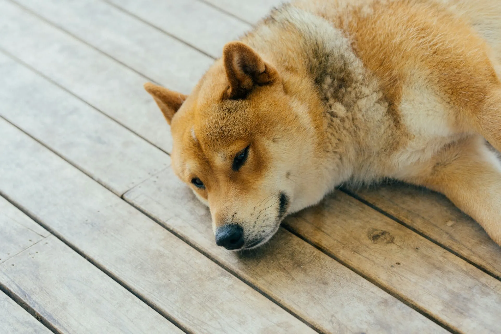 How To Use The BEAP Chronic Pain Scale For Dogs