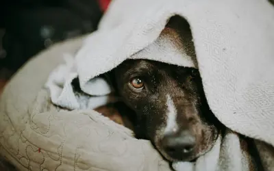 How Much Does It Cost to Put a Dog Down?