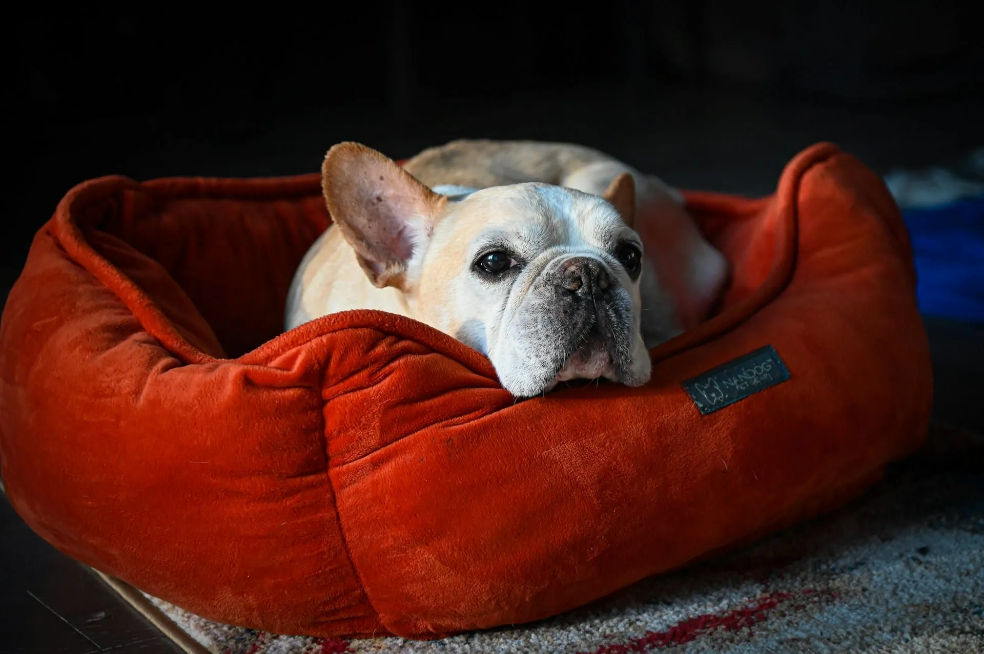 How to Care for Senior Dogs: Diet, Exercise & Comfort Guide