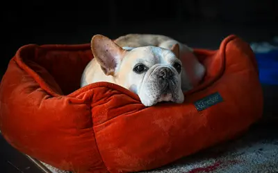 How to Care for Senior Dogs: Diet, Exercise & Comfort Guide