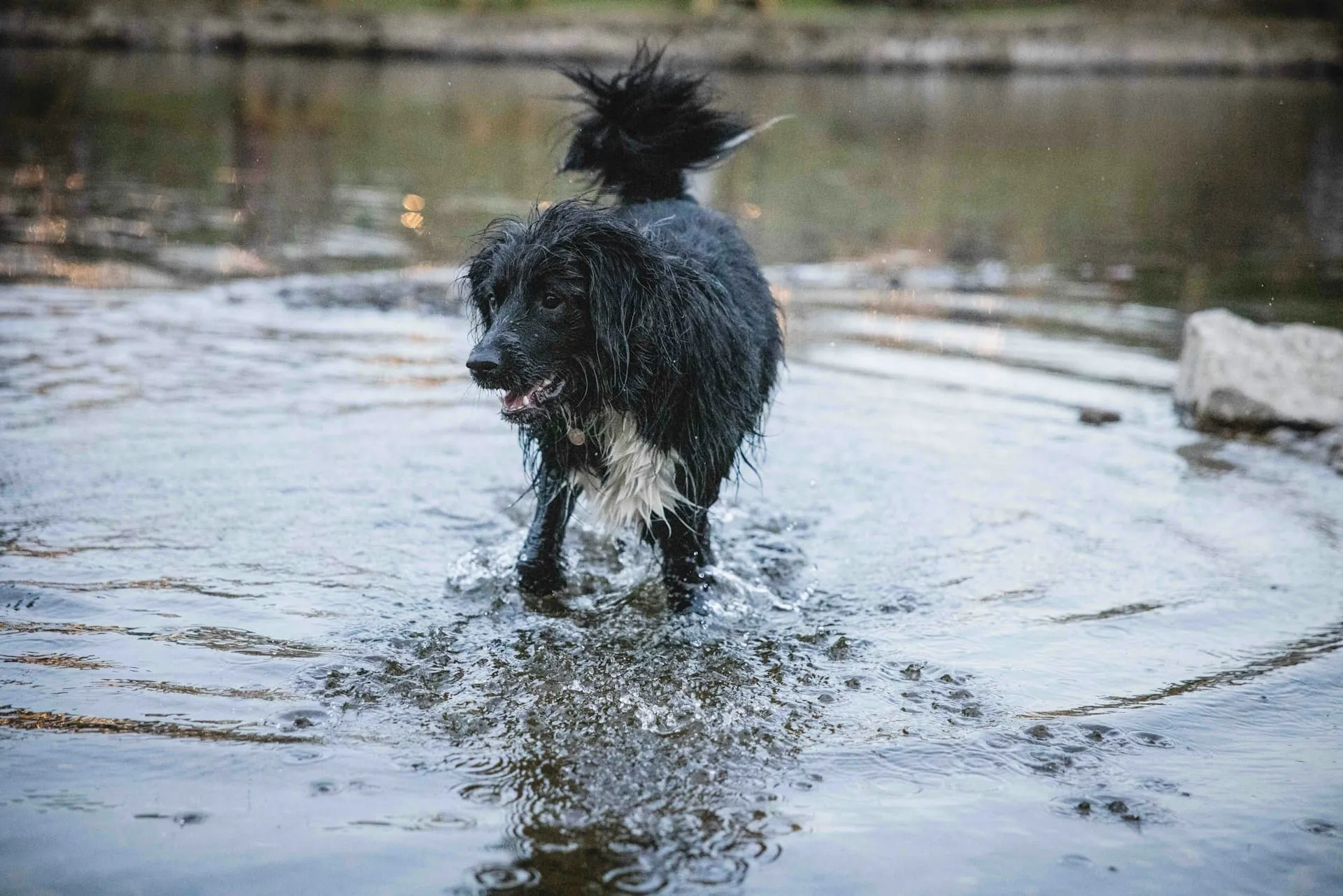 How to Deal with Pet Loss During Natural Disasters