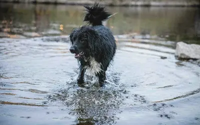 How to Deal with Pet Loss During Natural Disasters