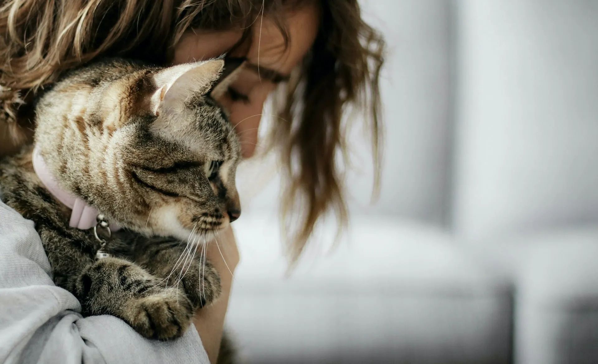 How to Enjoy Every Moment With Your Senior Cat
