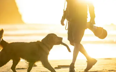 How to Find A Pet End-of-Life Photographer Near Me