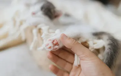How to Find Pet Cremation Services Near Me