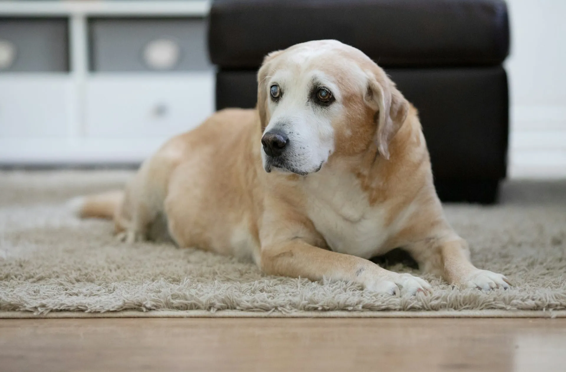 How to Find Senior Pet Care Near Me