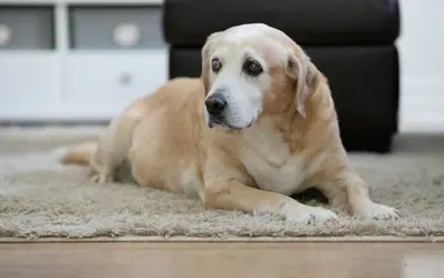 How to Find Senior Pet Care Near Me