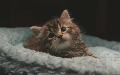 How to Handle the Death of a Kitten: Healing Guide