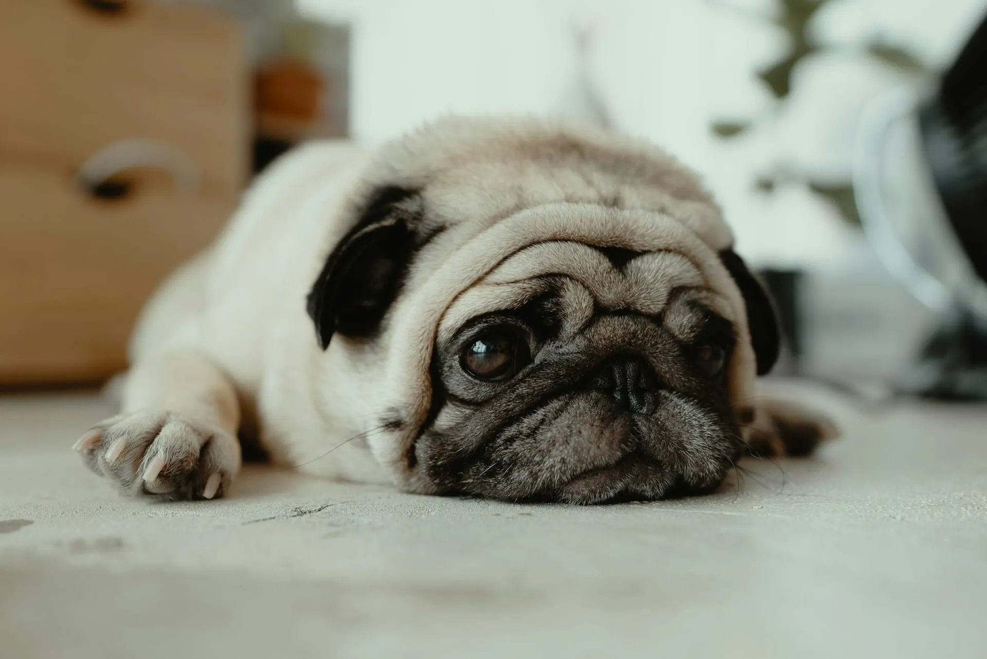 Help Your Pet Through Chemotherapy