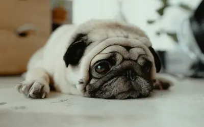 How to Help Your Pet Through Chemotherapy