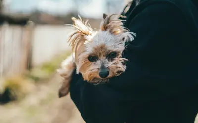 How to Know When to Put Your Dog Down