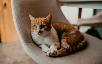 How to Make Sure Your Pet is Cared for After You Die