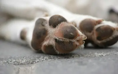 How to Make a Dog Paw Print in Plaster: A Lasting Memorial