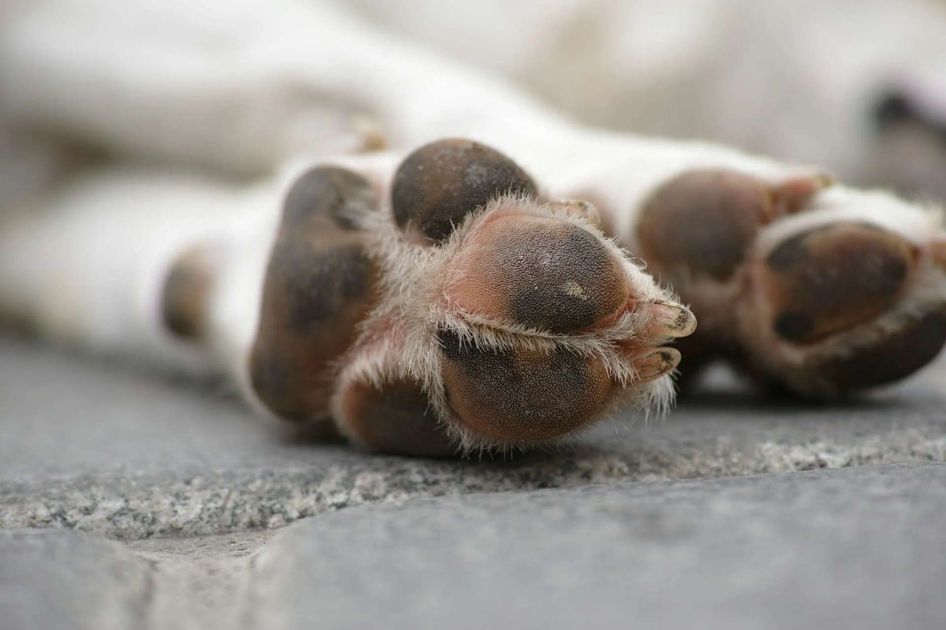 How to Make a Dog Paw Print in Plaster - A Lasting Memorial