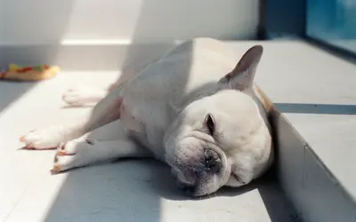 How to Track Pet Good Days vs Bad Days: Journal Template