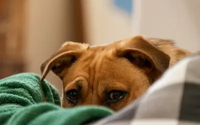 Hypothyroidism in Dogs: Symptoms, Treatment, and Care