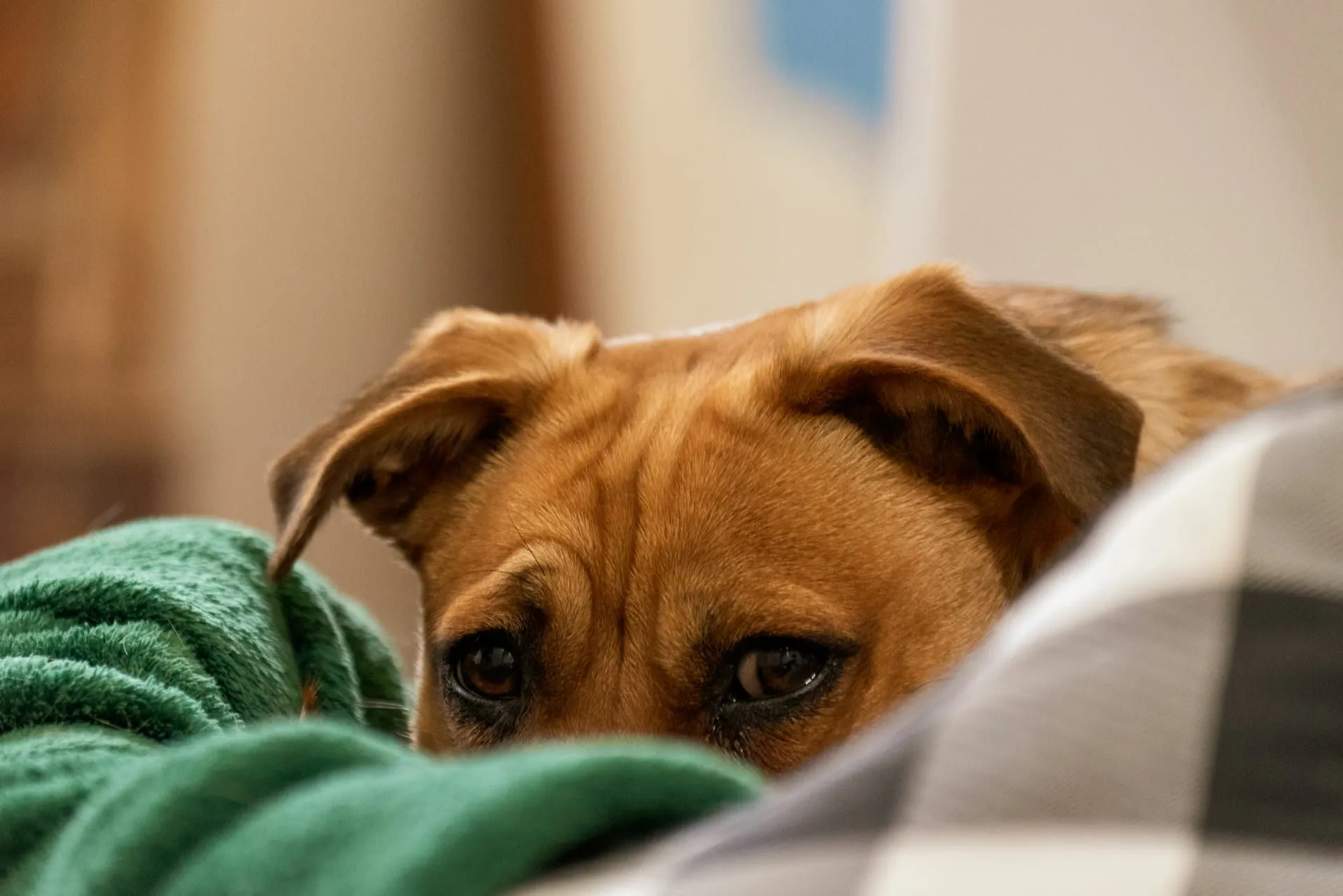 Hypothyroidism in Dogs: Symptoms, Treatment, and Care