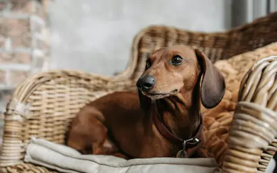 Intervertebral Disc Disease (IVDD) in Pets: Complete Guide