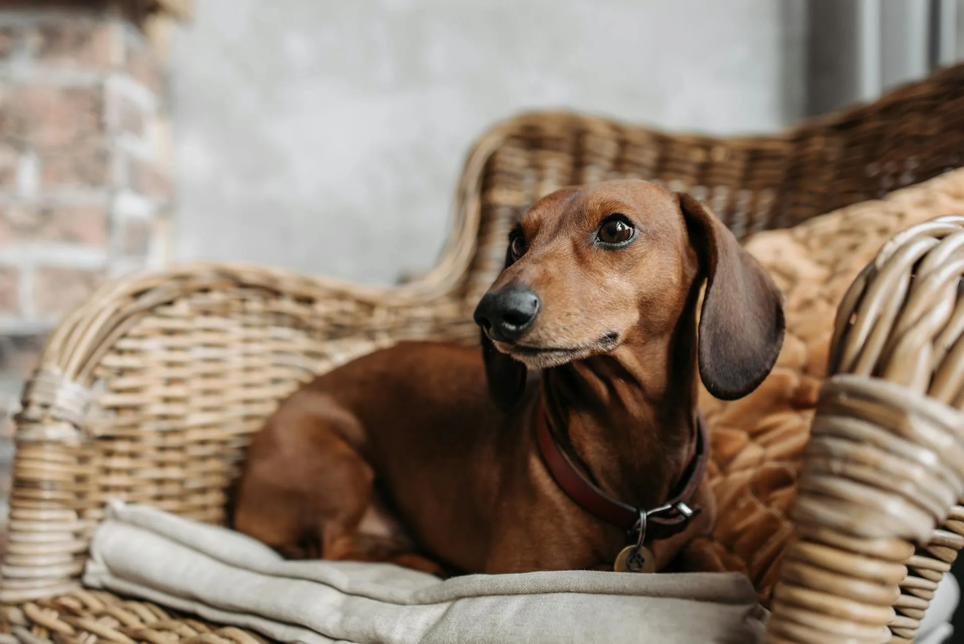 Intervertebral Disc Disease (IVDD) in Pets: Complete Guide
