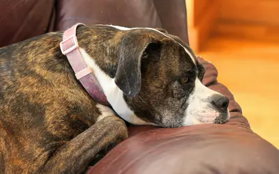 In-Home Euthanasia: Questions to Ask & What It Costs