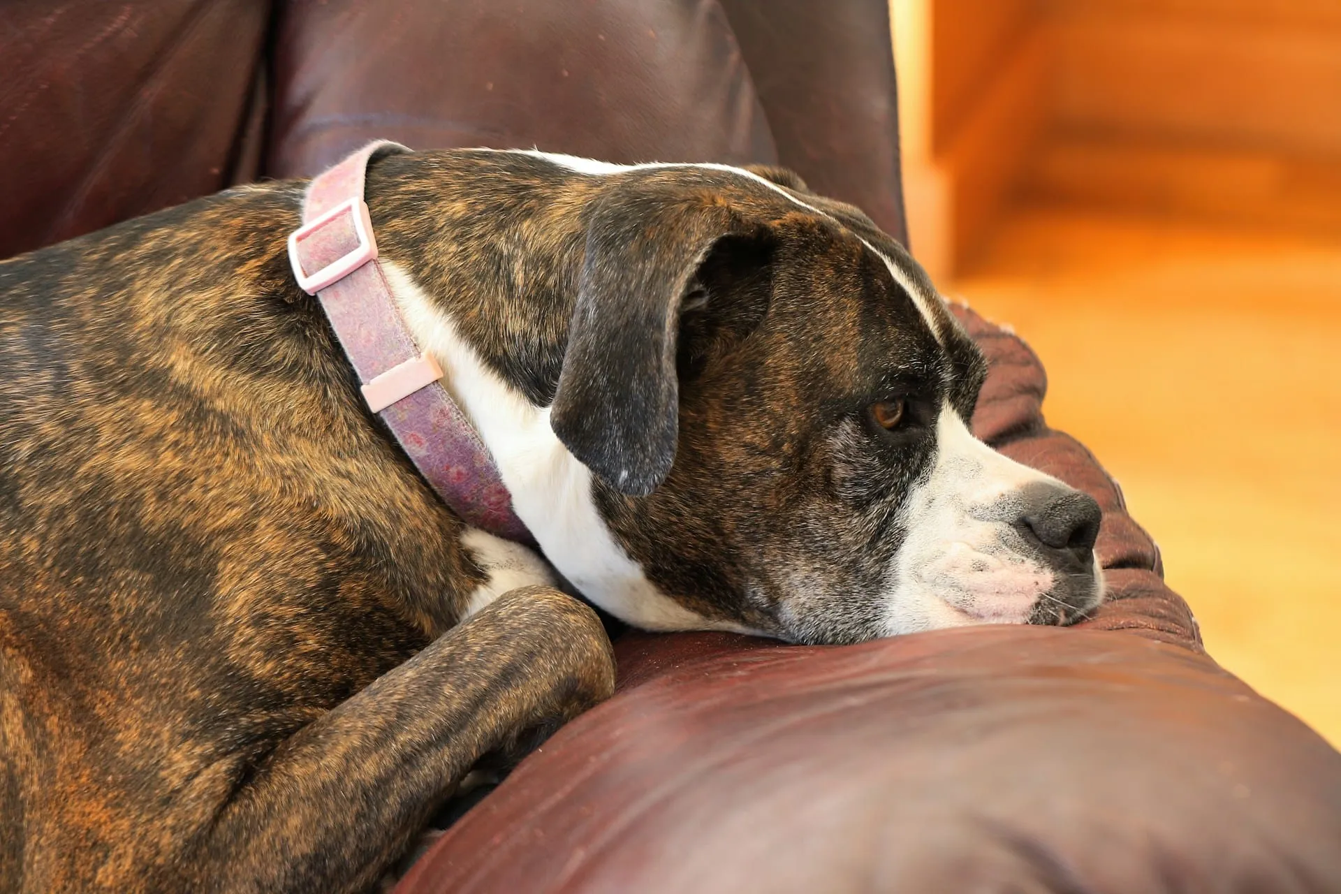 In-Home Euthanasia: Questions to Ask & What It Costs