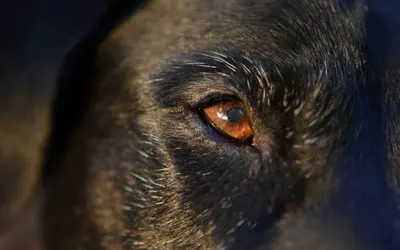 Is It OK to Let My Pet Die Naturally? Complete Guide
