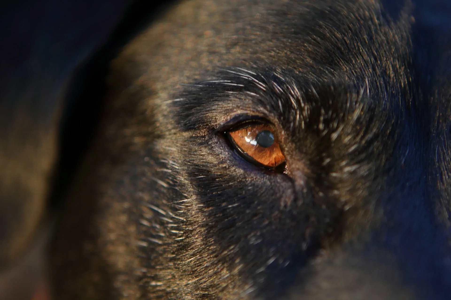 Is It OK to Let My Pet Die Naturally? Complete Guide