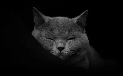 Is It OK to Let My Pet Die Naturally?