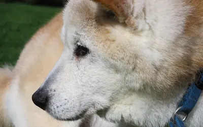 Liver Disease in Pets: Early Signs and Support Guide