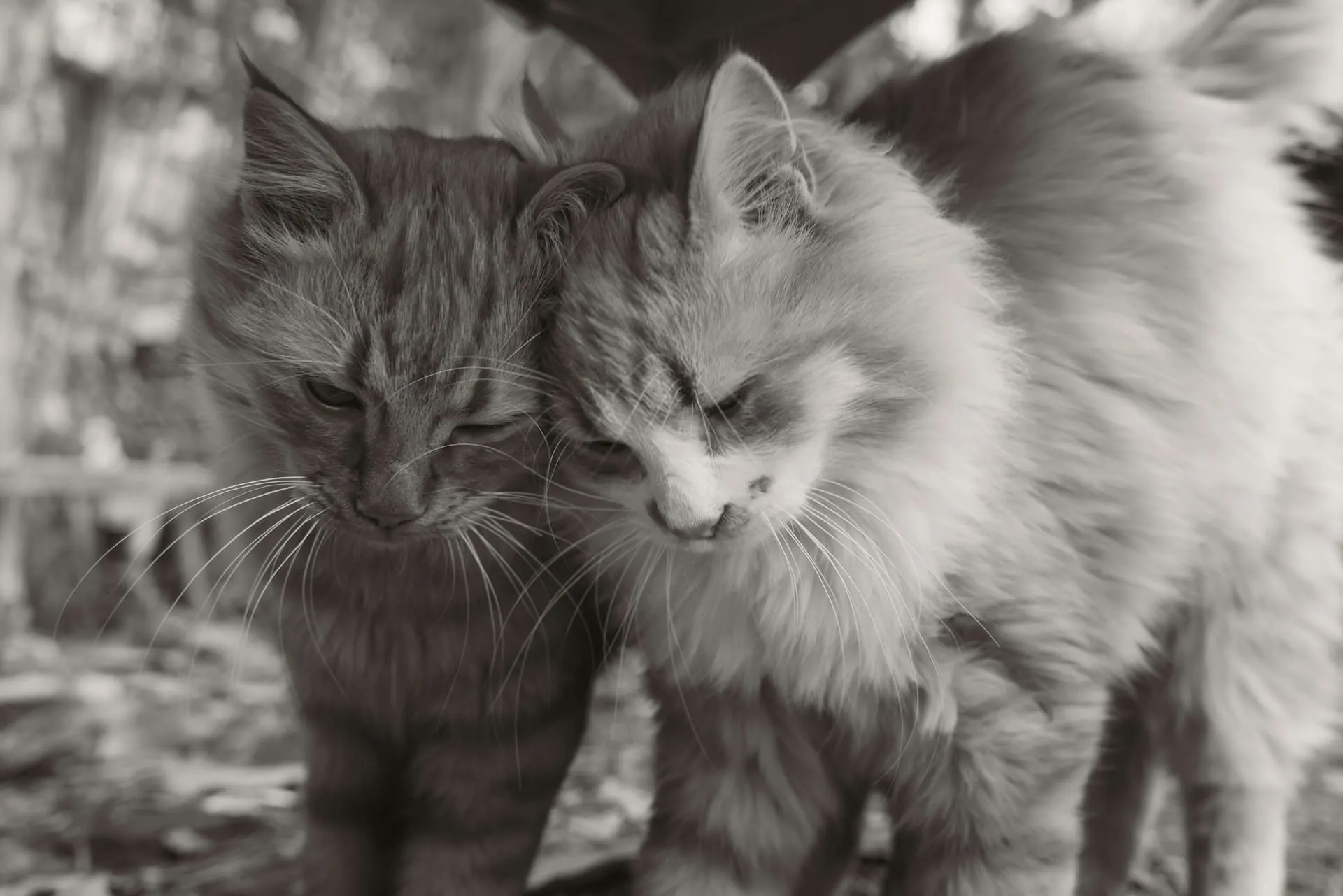 Losing Two Pets Close Together: How to Navigate Double Grief
