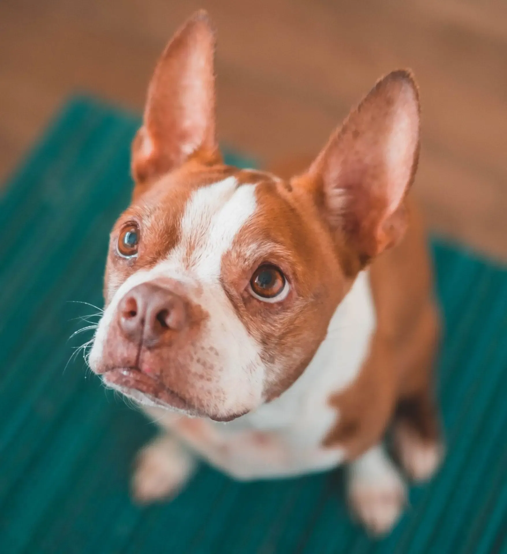 Baxter, the Boston Terrier who inspired Love, Baxter
